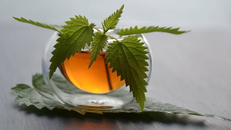 Nettle leaf tea