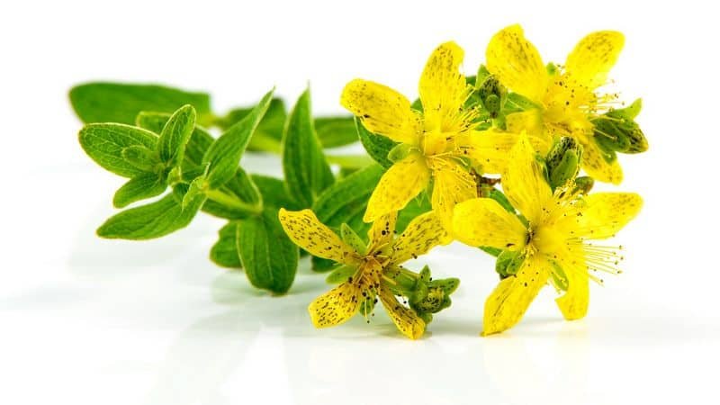 st johns wort