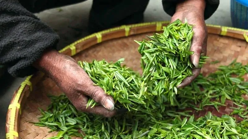 fresh natural green tea leaves