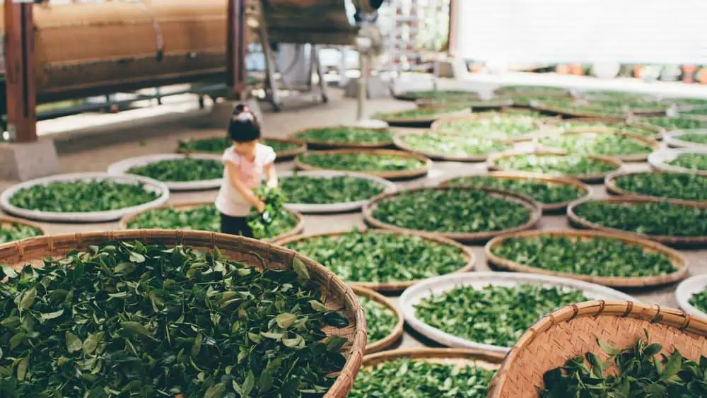 processing green tea leaves