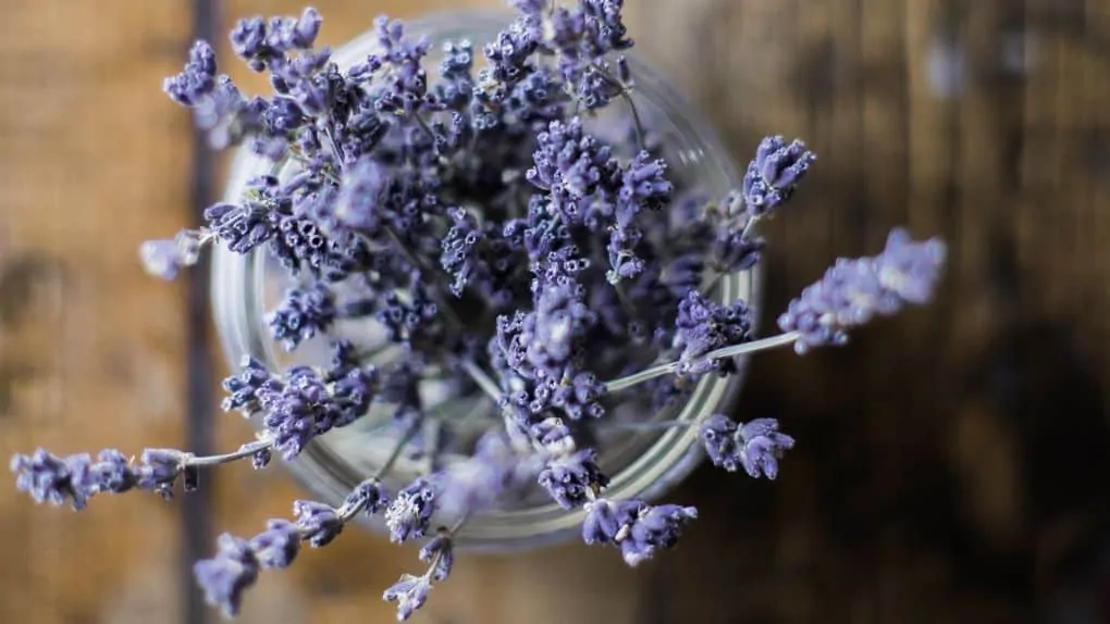 Dried lavender in cup