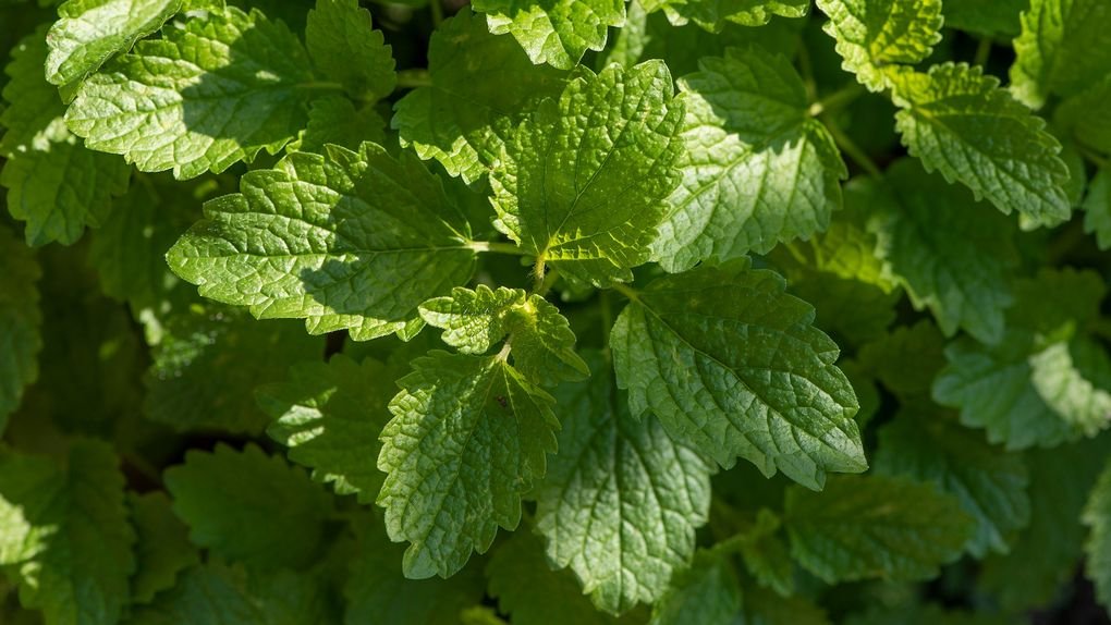 Lemon balm plant