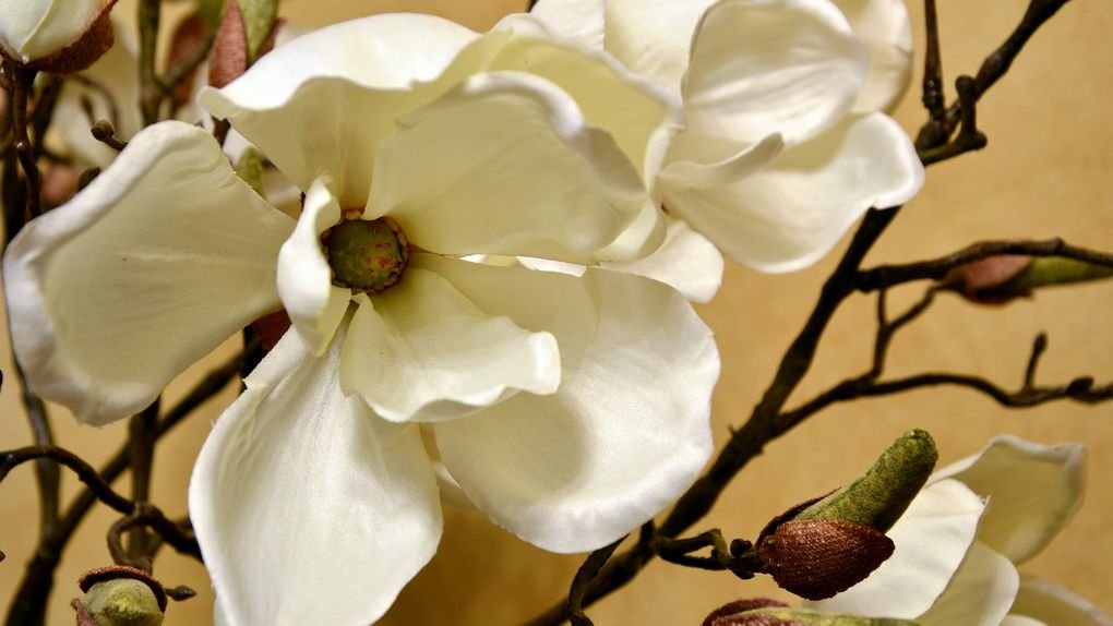 Magnolia blossom