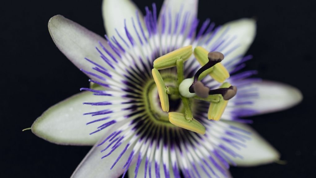 Passionflower blossom