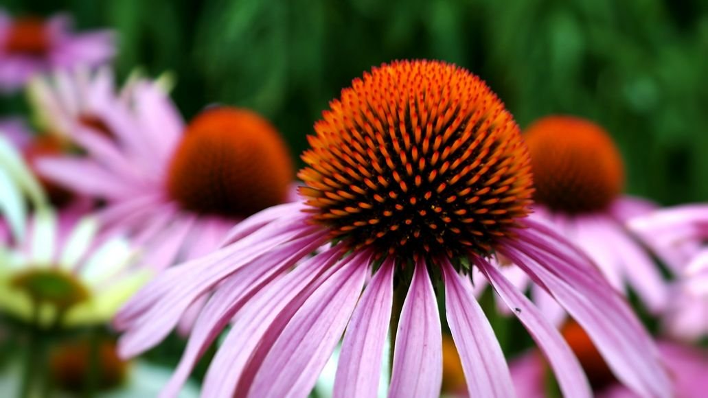 Echinacea plant