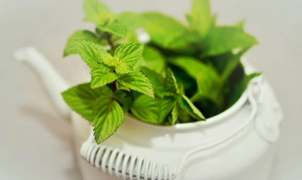 Peppermint leaves in a tea pot