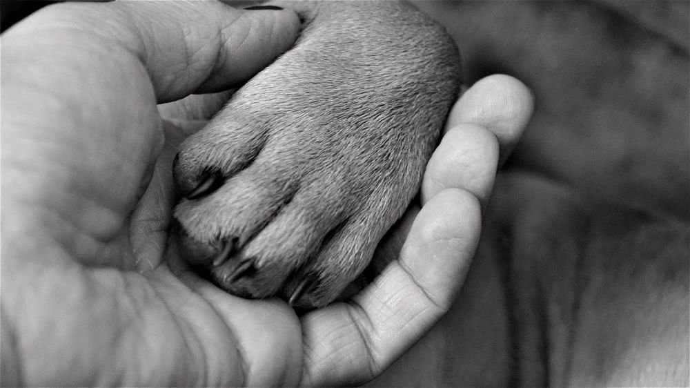 dog paw treated with tea bags