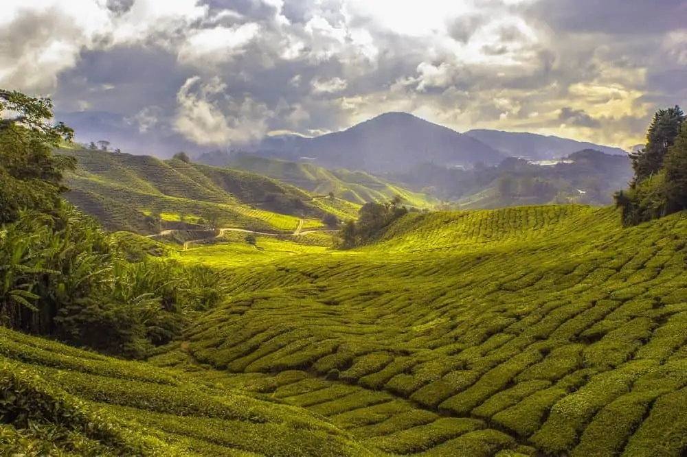 High altitude tea plantation