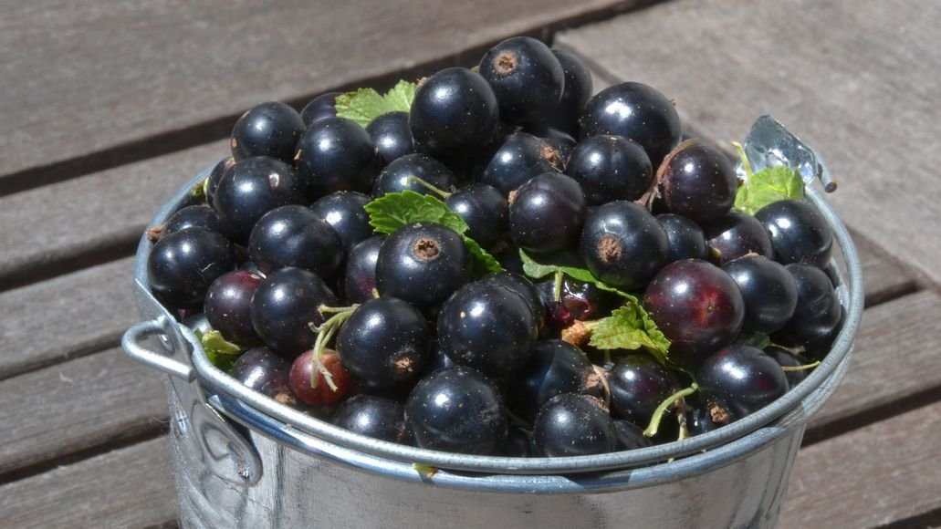 bucket of black currants