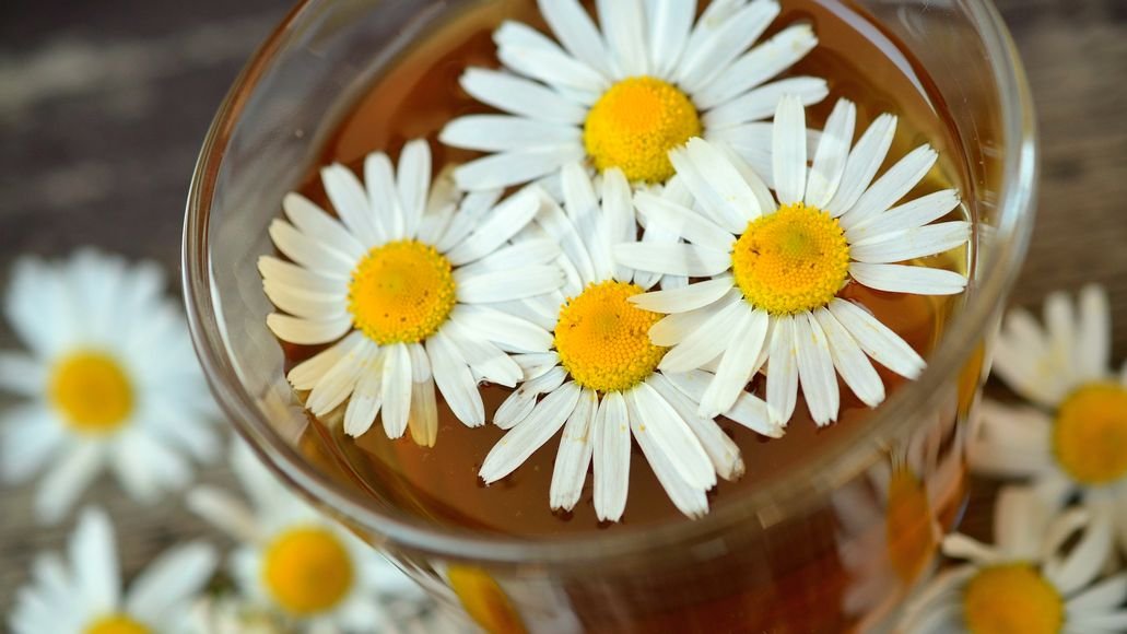 chamomile flowers in tea