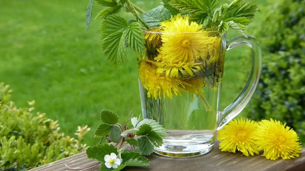 dandelion flowers in tea glass