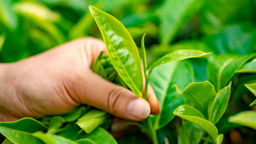  hoja de planta de té