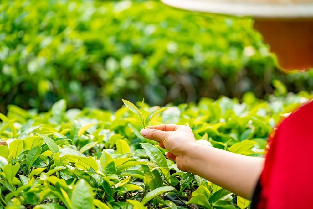 are tea leaves edible