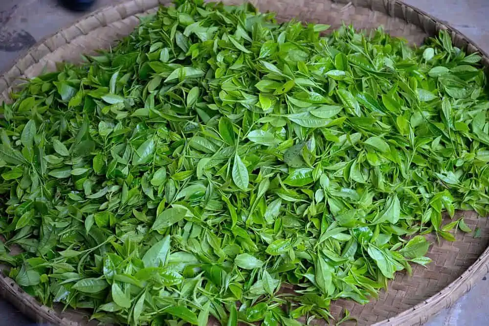 high quality fresh tea leaves