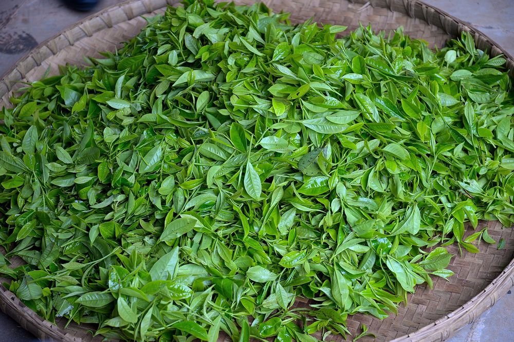 freshly picked tea leaves for matcha