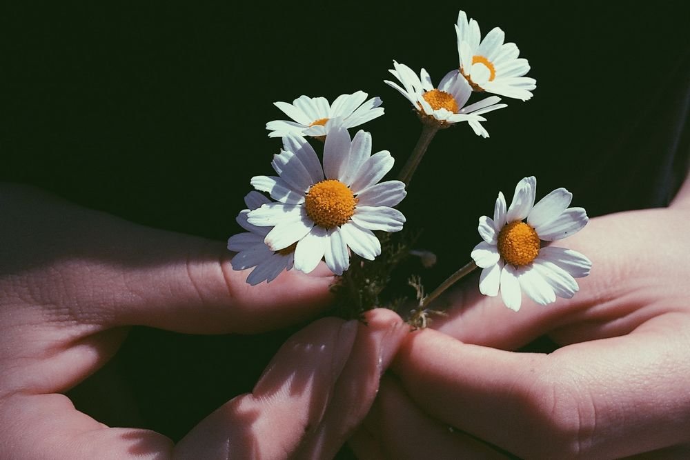 harvesting chamomile blossoms