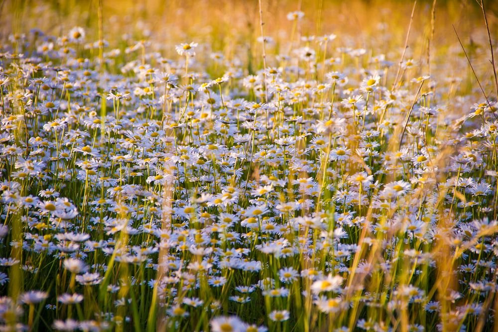 wild chamomile flowers