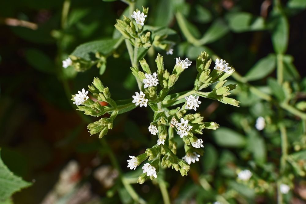 stevia flowers can sweeten tea