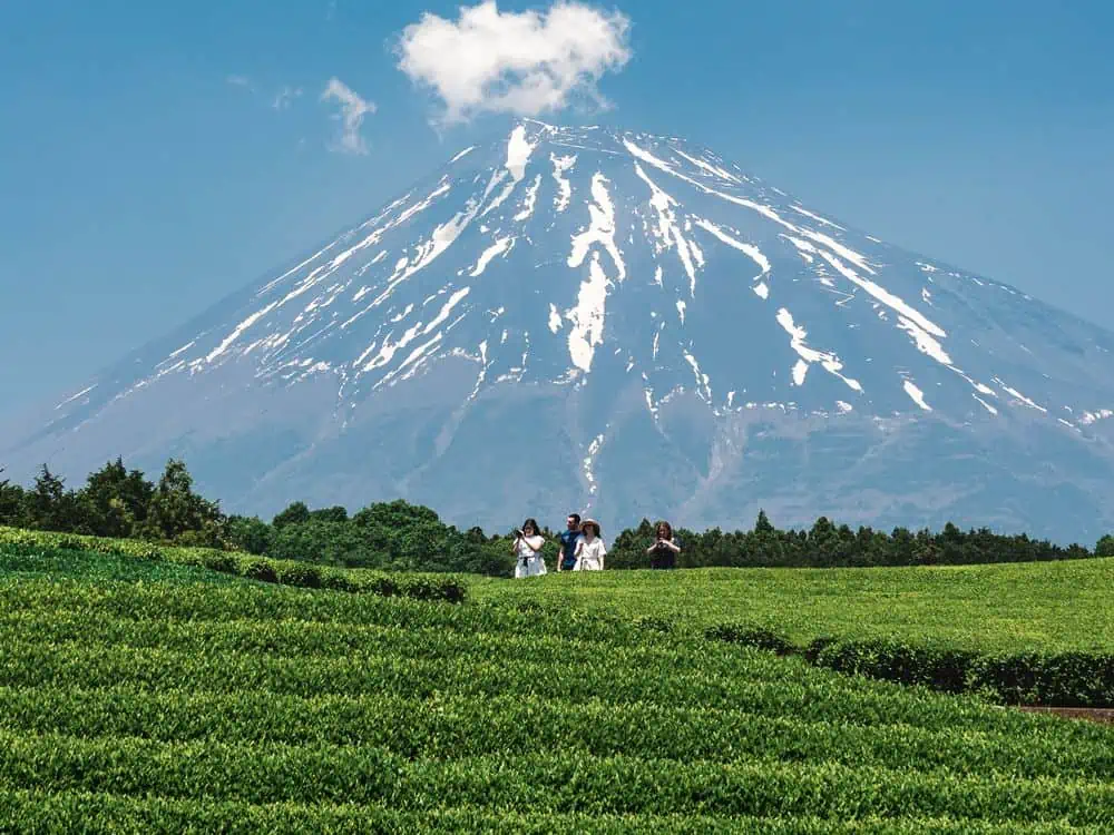 japanese tea field mount fuji