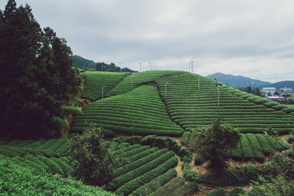 tea plants in japan
