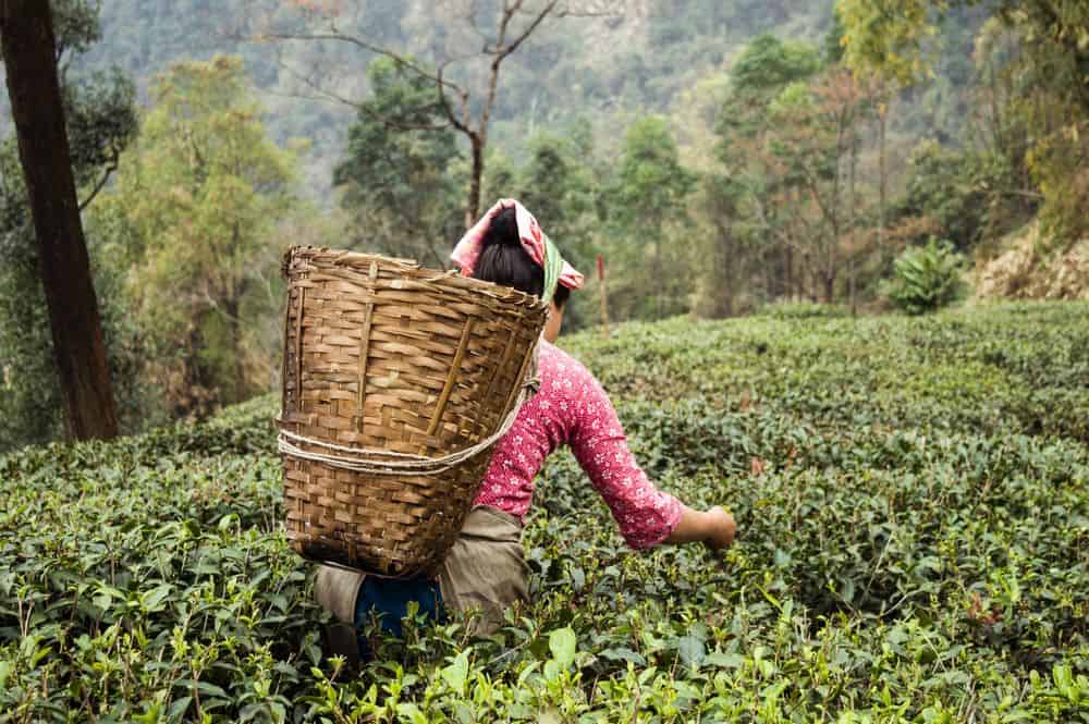 tea plantation in darjeeling india